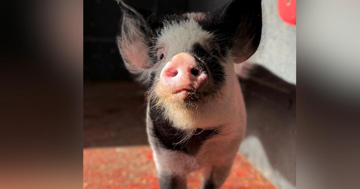 Meet the most excitable piglet at Bleakholt Animal Sanctuary
