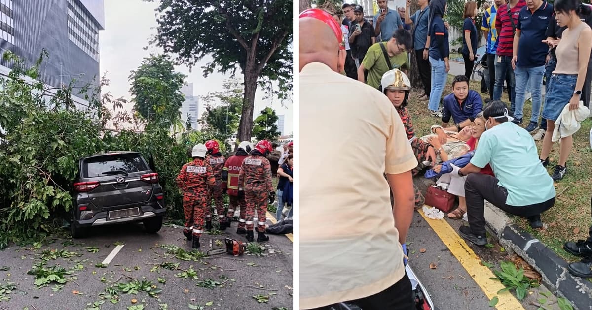 3 cheat death after falling tree crushes car on Macalister Road