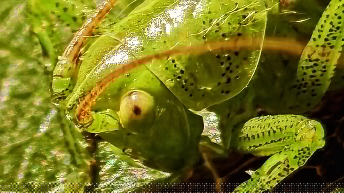 Mysterious Bug With Painful Bite Begins Screeching at Night in Hudson Valley