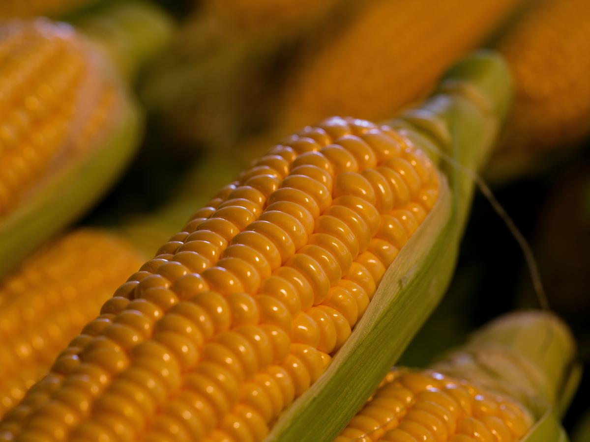 The Ultimate Guide to Every Event at the 2026 Eden Corn Festival