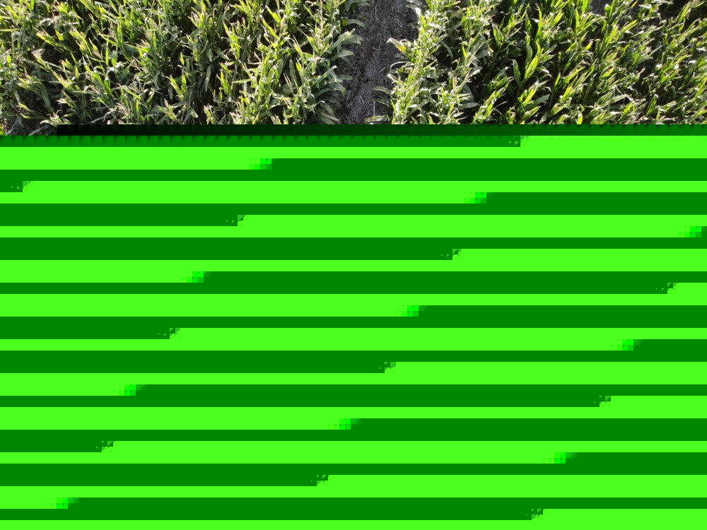 Study: Shrinking corn genetics could threaten future yields