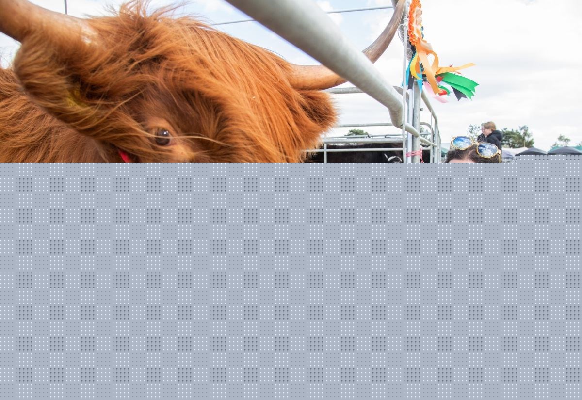 Scene set for two-day Black Isle Show 2026