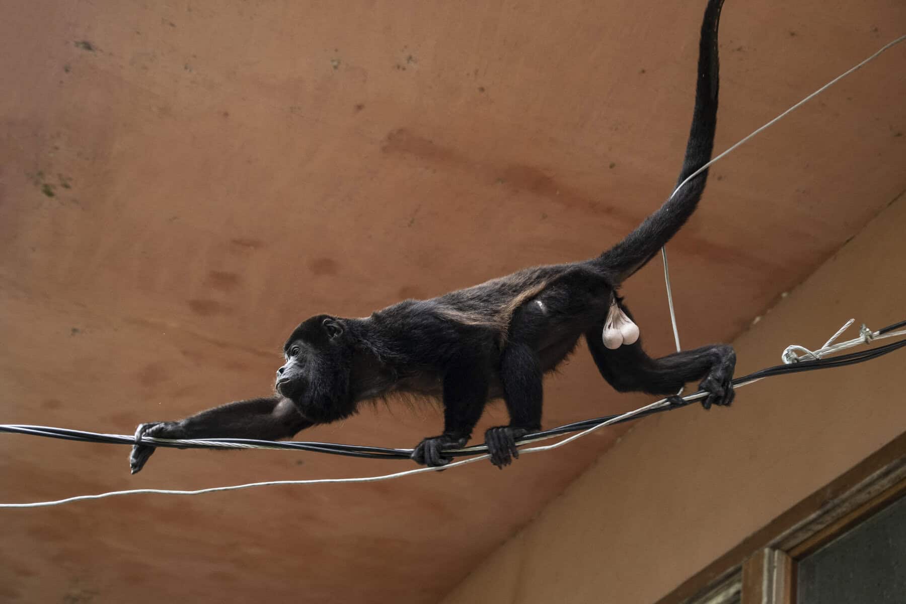 Rescue Center Raises $20,000 to Stop Wildlife Electrocutions