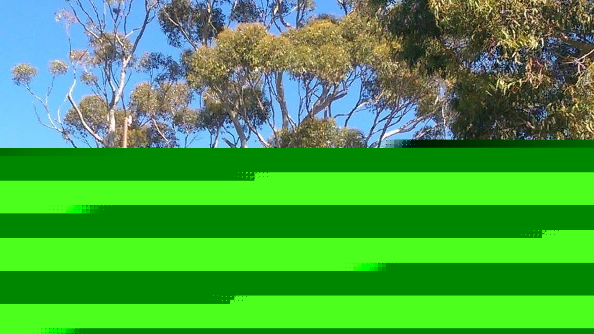 Historic sugar gum tree that fell in Armadale to be repurposed into public art display