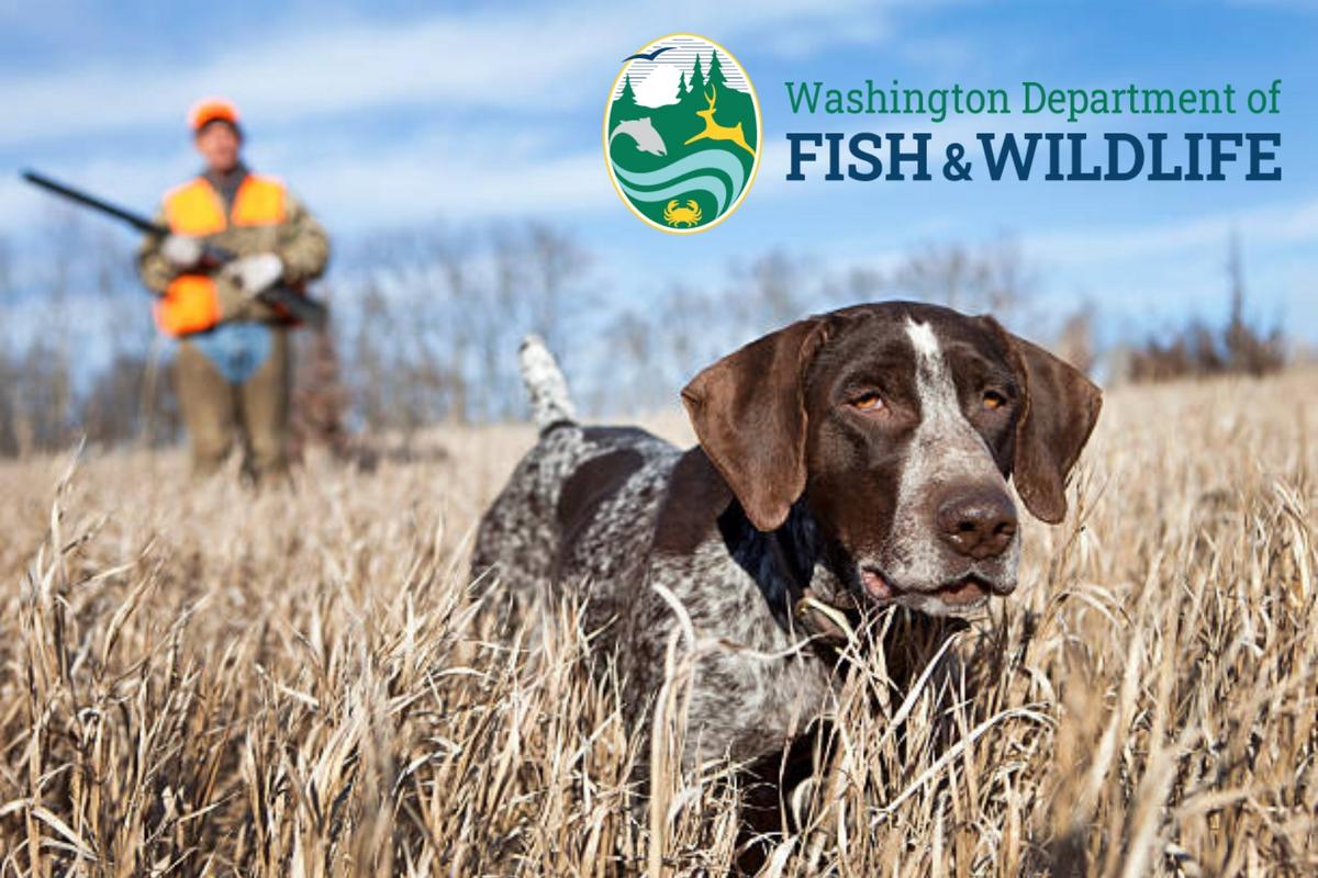 WDFW Opens Public Survey on Future Hunting Rules