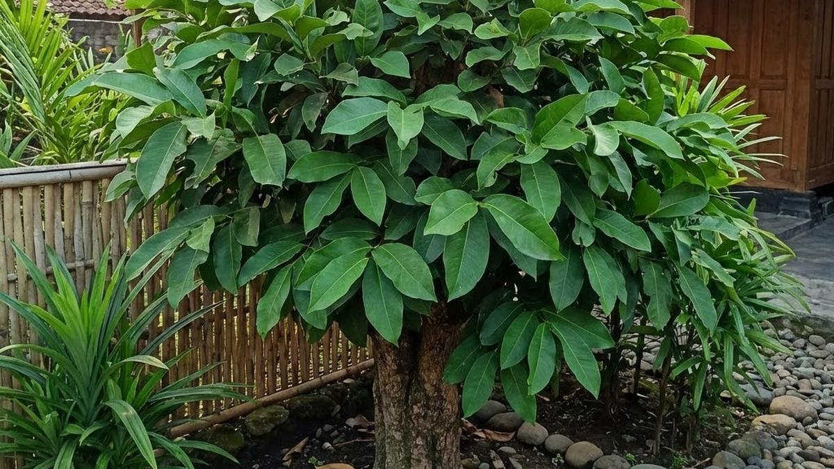 7 Tips Tanam Daun Salam dari Bibit Kecil hingga Tumbuh Rimbun Bertahun-tahun ala Ibu Rumah Tangga