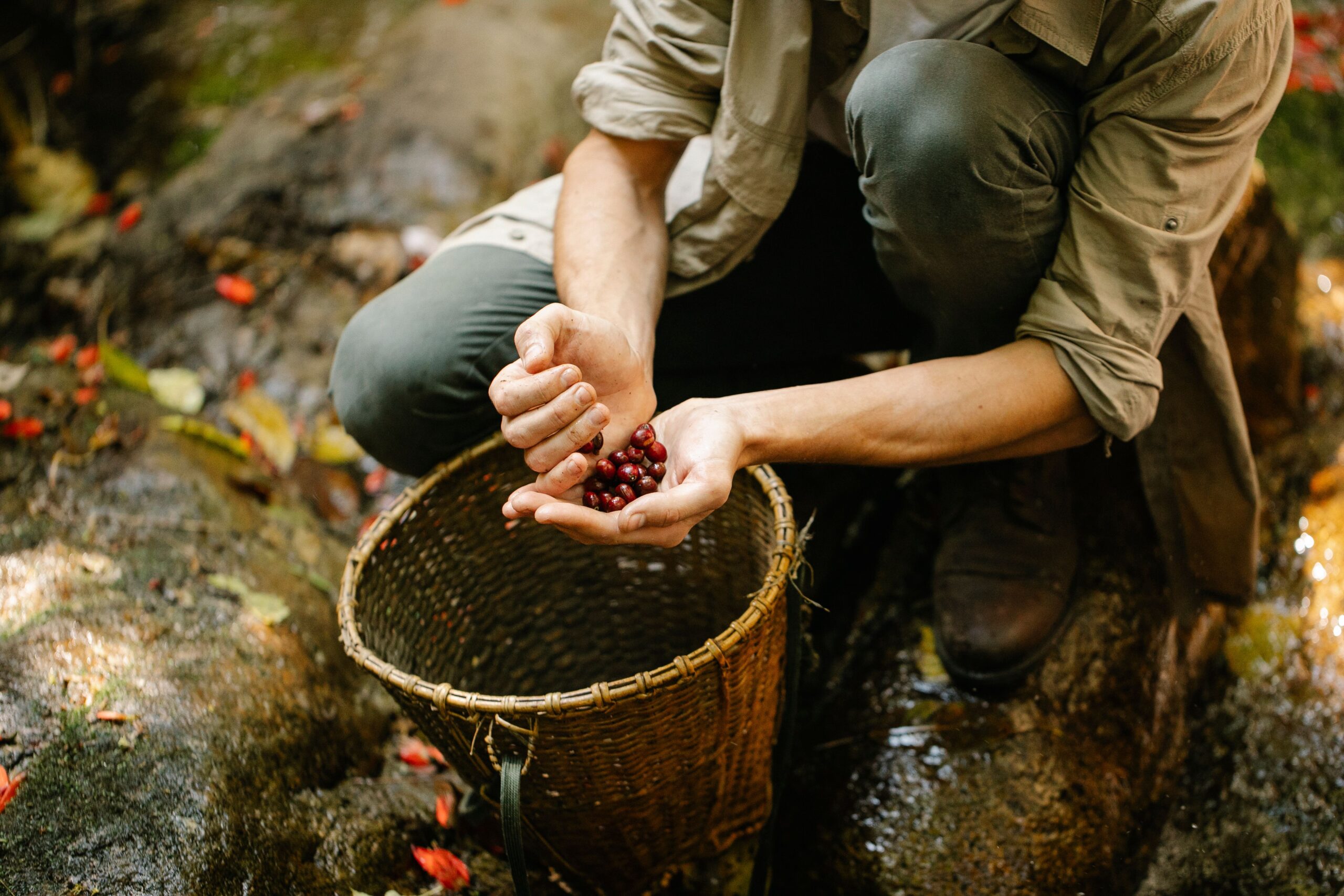 24 Thai berry pickers expelled from Sweden