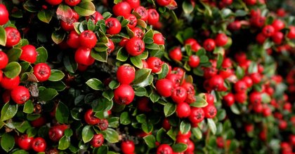 The autumn shrub taking over Irish gardens