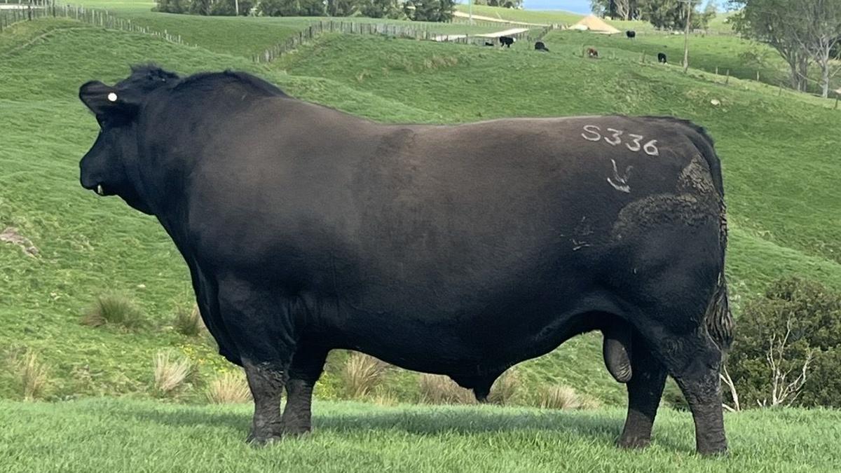 Muir family celebrate 70 years of Angus quality