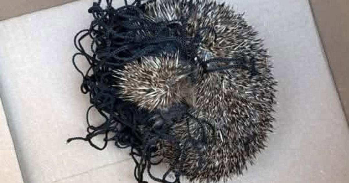 Hedgehog rescued after becoming trapped in child's football net