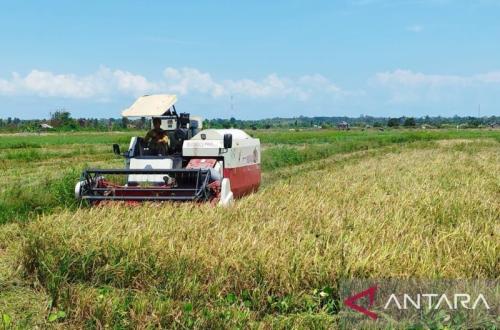BMKG Imbau Petani Babel Tak Tanam Padi, Waspadai Kemarau Panjang 2026
