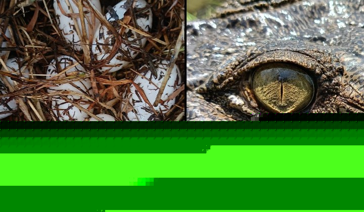Sarawak Built An App To Track Crocodiles, Then The Buaya Got Busy
