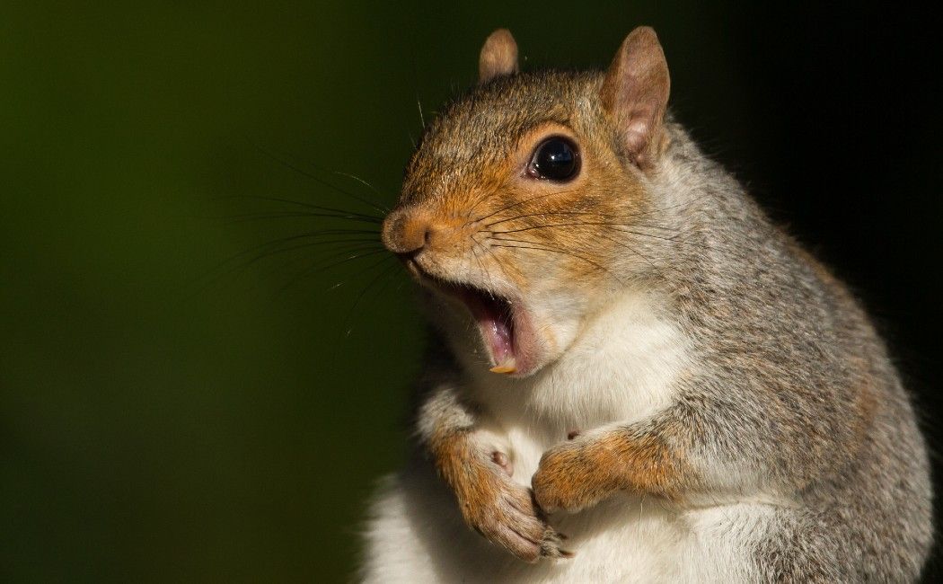 Squirrel On the Loose During MLB Game