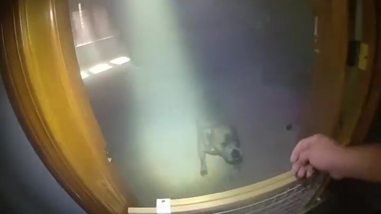 WATCH: Dog leads Aurora police to leash to escape burning home