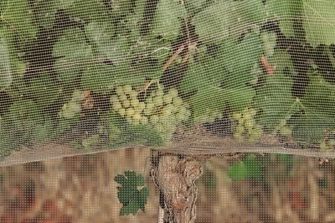 People are willing to pay more for climate-proof wine, study shows