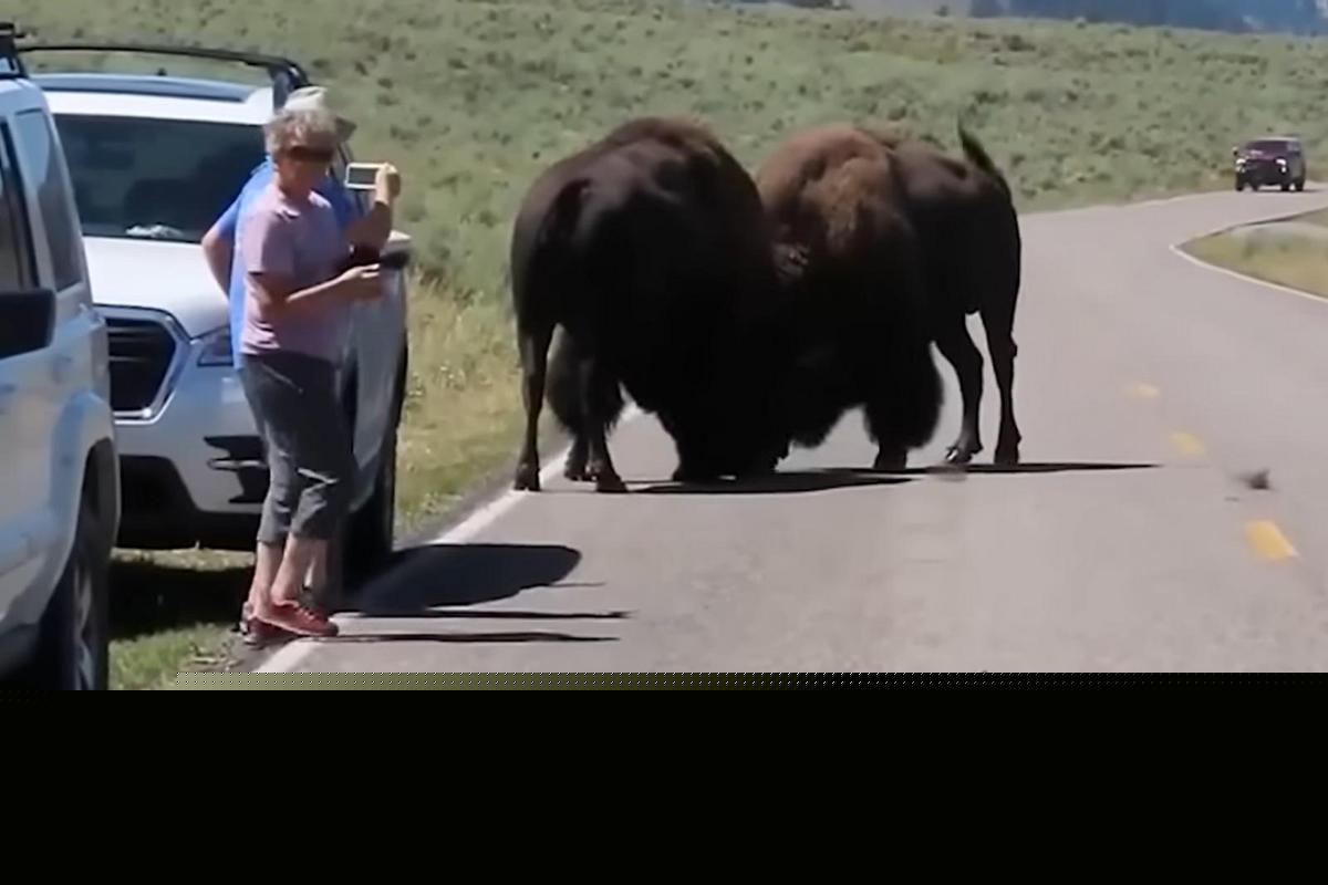 Oblivious Tourists Nearly Obliterated by Battling Bison