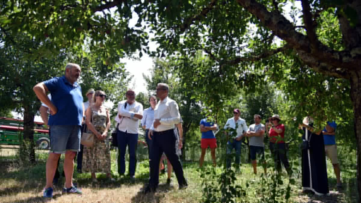 "Si on a de l’eau, on peut sauver la filière pruneau d'Agen" : à Villeneuve-sur-Lot, les agriculteurs demandent à l'État plus d'irrigation et plus de stockage d'eau pour leurs vergers