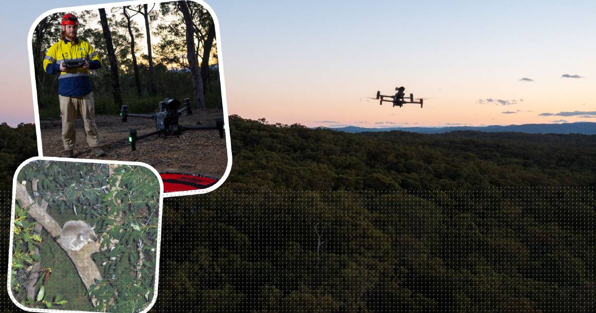 Not 'just passing through': drones uncover koalas in development hotspot
