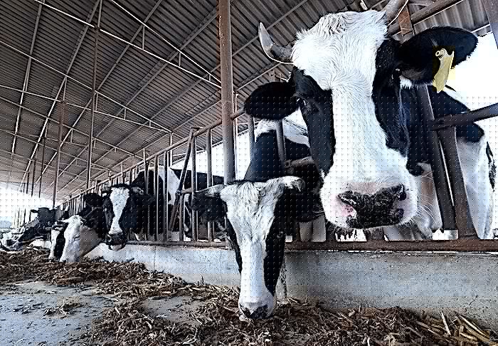 First recorded case of cow to human bird flu transmission occurred in US, new study reveals