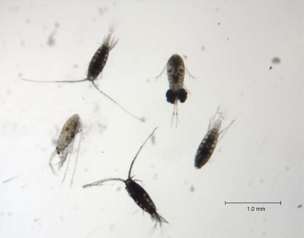 Microscopic changes could mean big things for Great Lakes