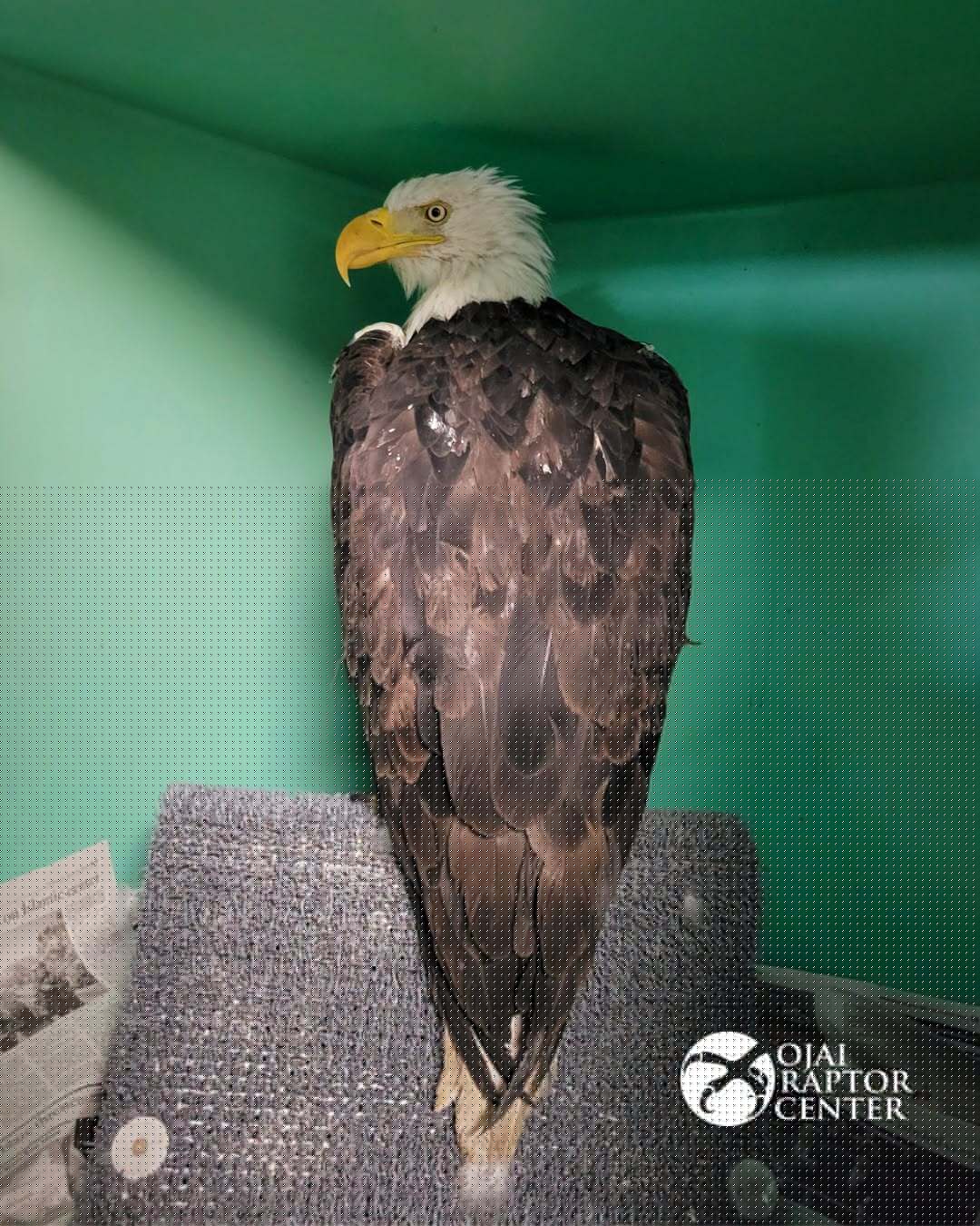 Jackie's care team shares 'difficult' update on beloved bald eagle
