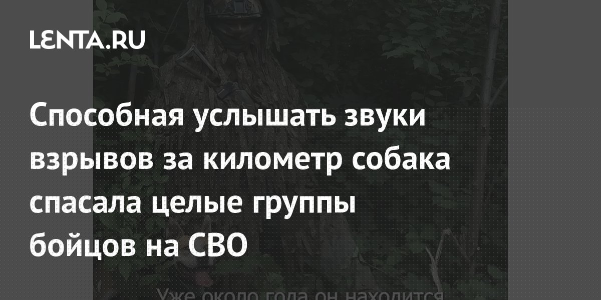 Способная услышать звуки взрывов за километр собака спасала целые группы бойцов на СВО