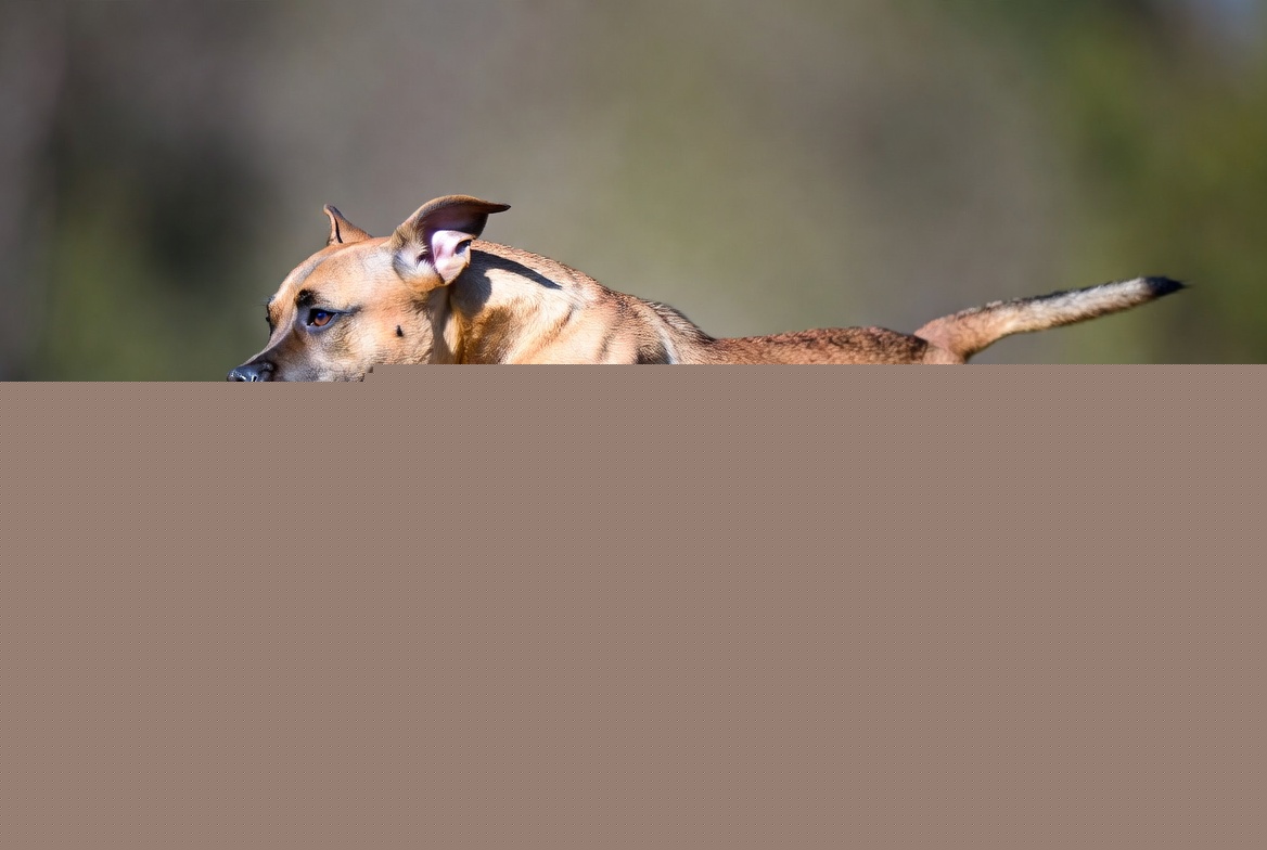 Whistleblower Surgeon Shreds Actor’s Claims Pitbulls Aren’t Dangerous, Carries Glock 19 To The Park Just In Case