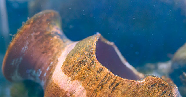 WATCH — Fisherman Discovers Ancient Roman Shipwreck and Piles of Cargo Off Sicily's Coast: 'A Piece of Our History'