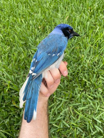 Unique Hybrid between Blue and Green Jays Spotted in Texas