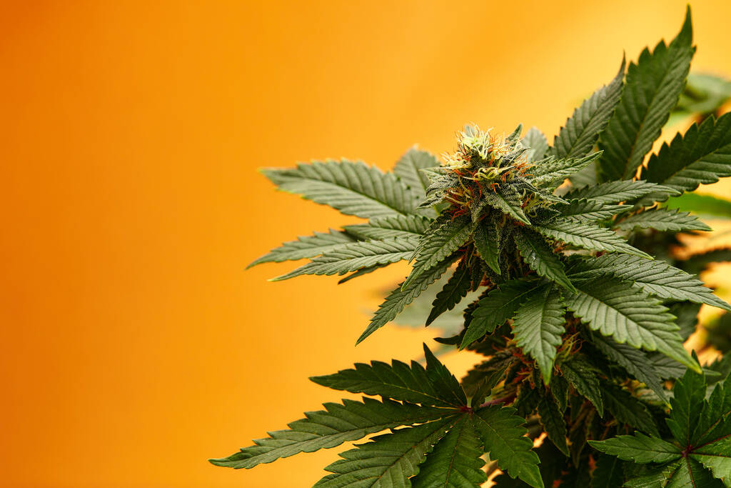 New York Governor Signs Bill Expanding Marijuana Microbusiness Role in Showcase Events