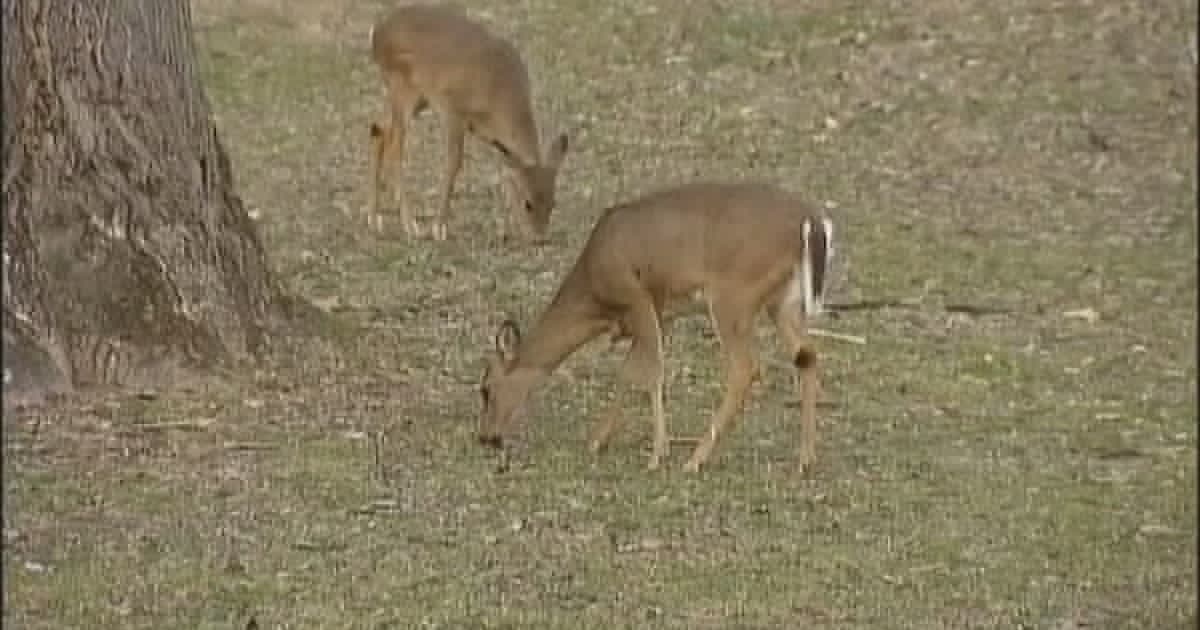 Chronic wasting disease confirmed in wild deer near Stillwater