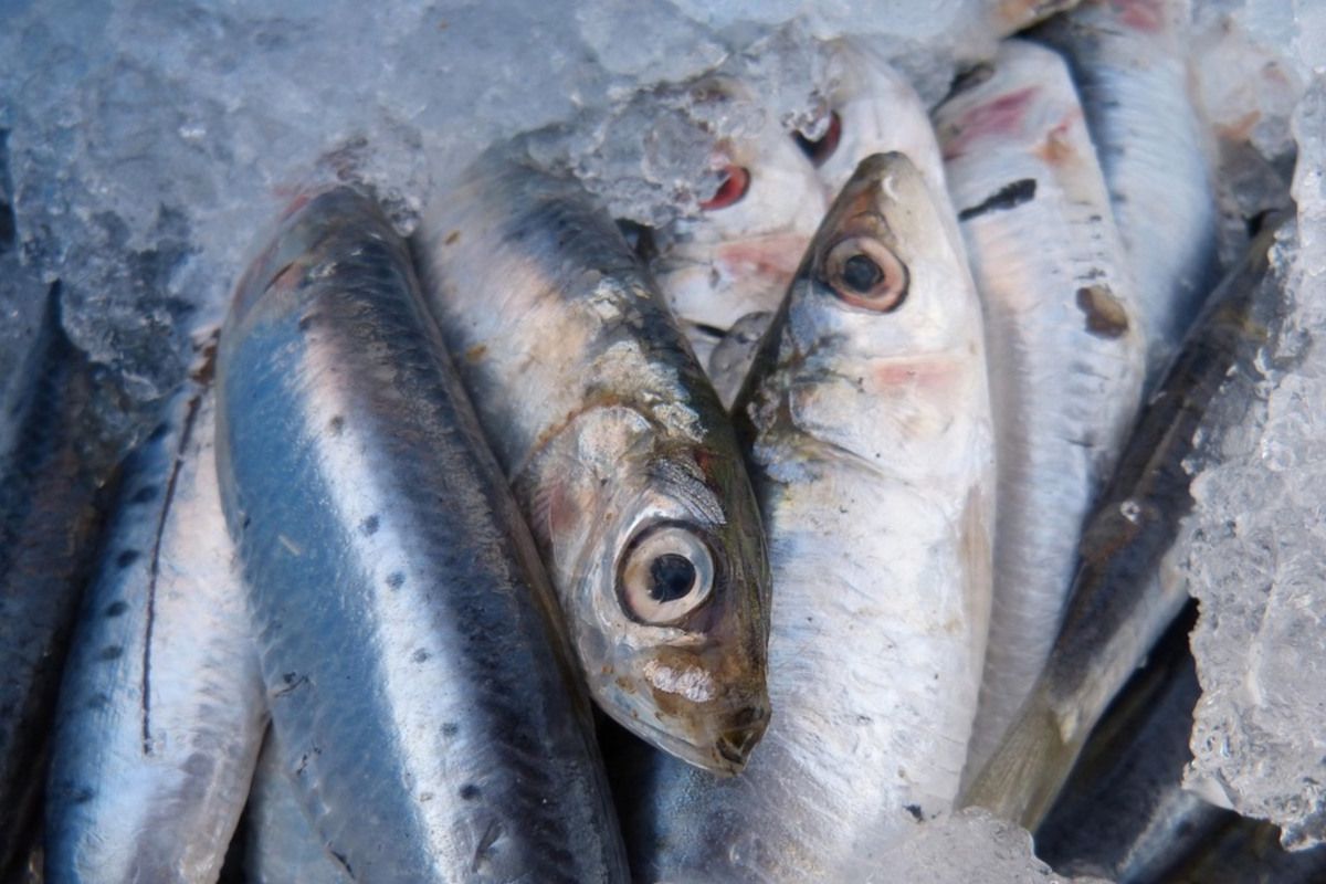 Sardine die-off eases along Western Cape coast