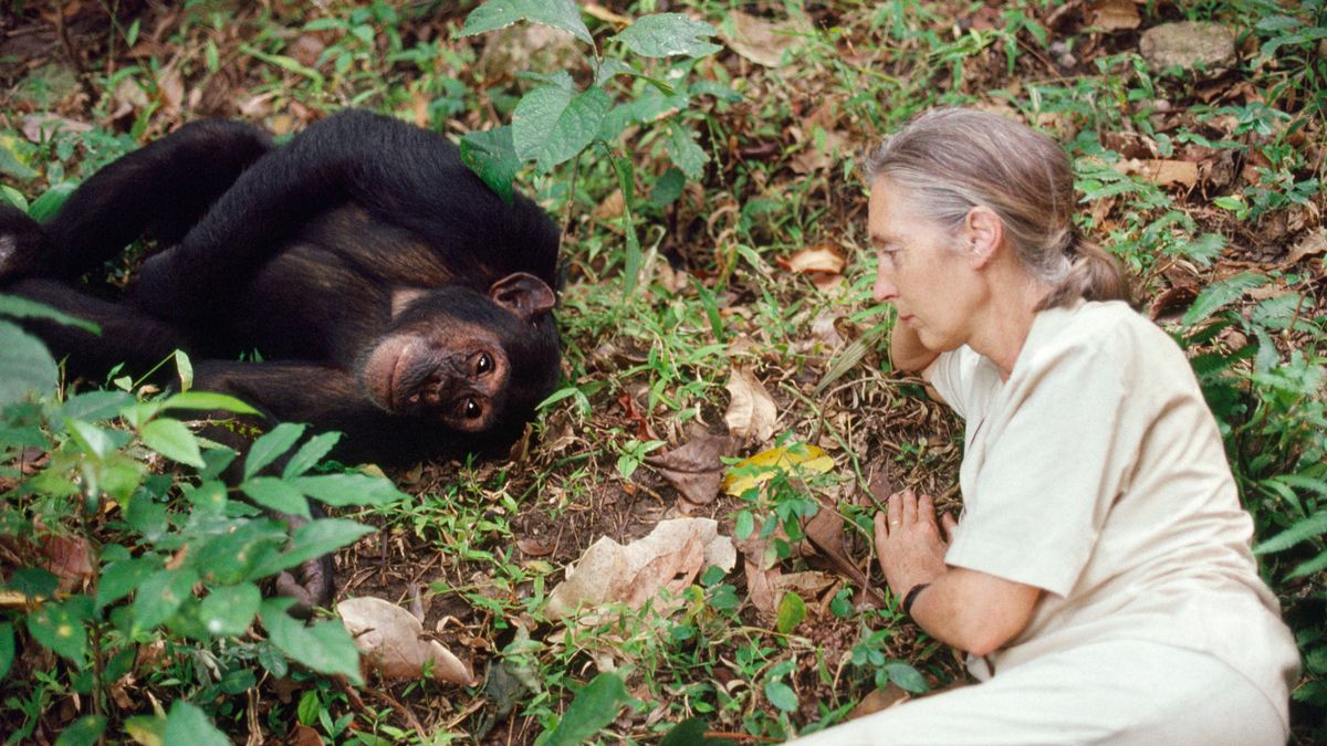 Jane Goodall: Berühmte Schimpansen-Forscherin ist tot