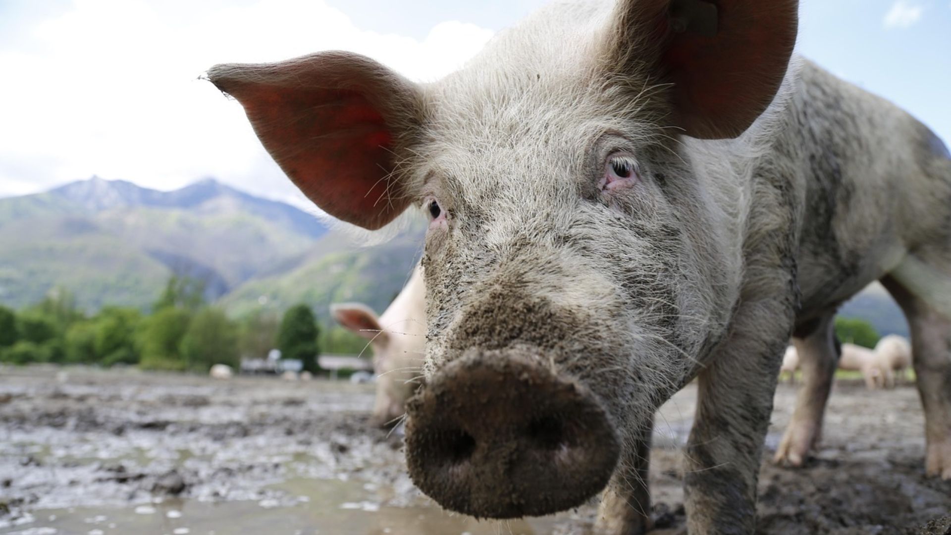 Top Siberian pork producer eyes North Korea’s meat market