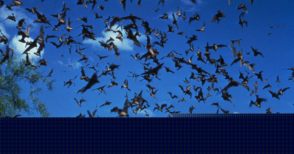 Racine County bat rabies case confirmed; safety measures to follow