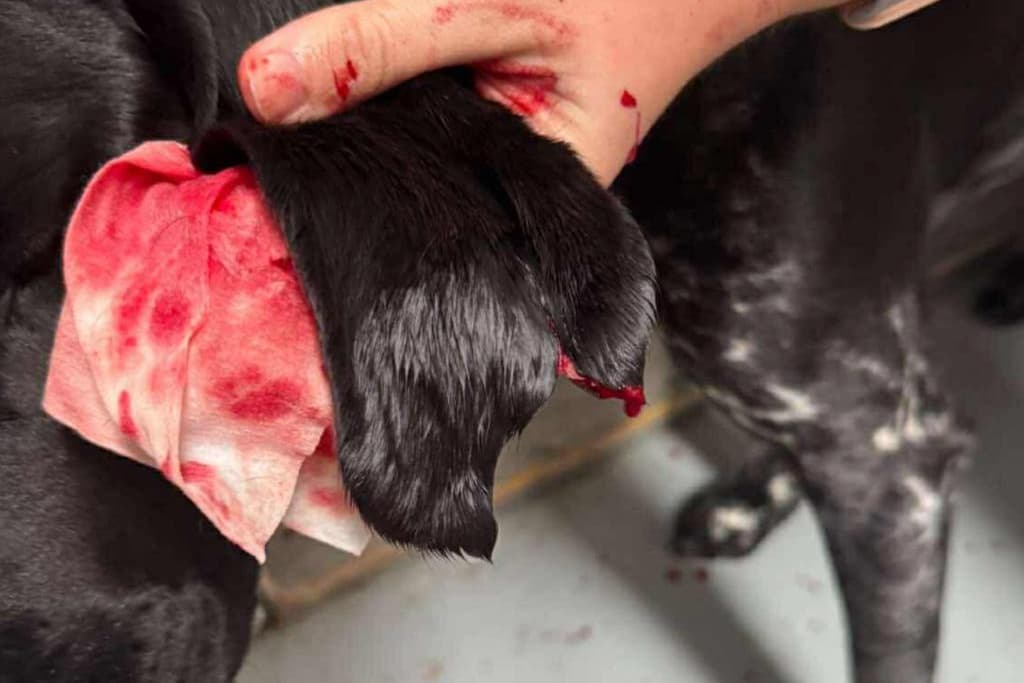 Owner of Frankies Doggy Daycare in Preston announces they have closed for the “foreseeable”