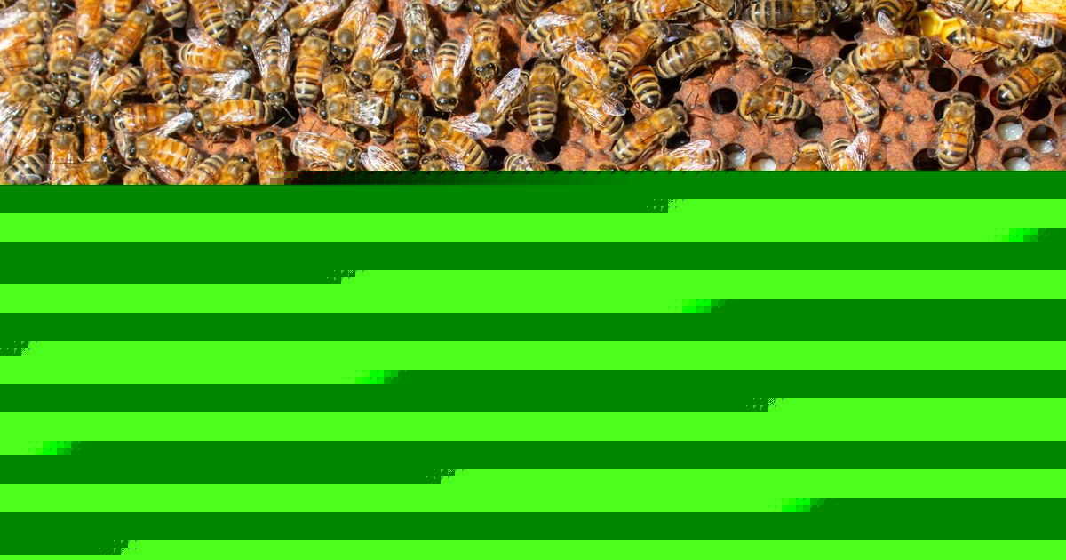 Invasive bee-killing hornets discovered in North Carolina for first time