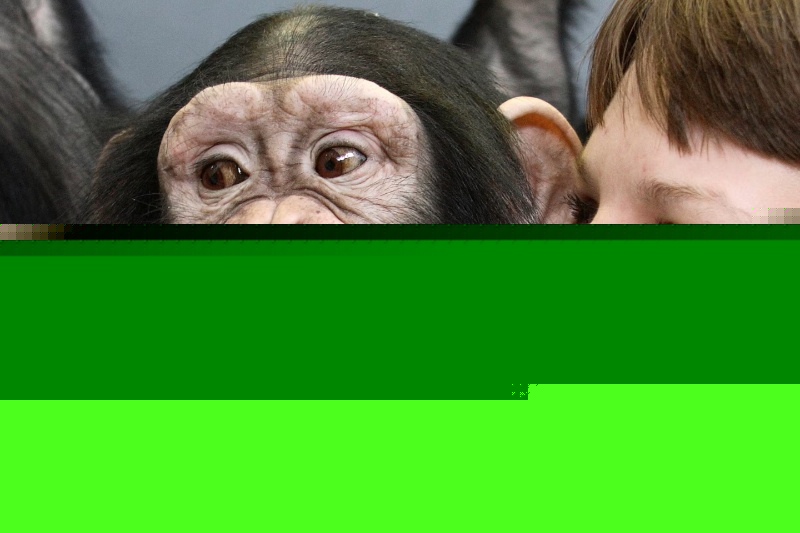 Humans and great apes show similar rhythmic pattern in laughter