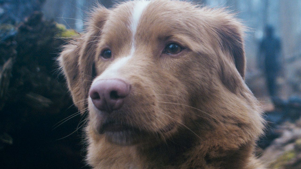 Does the Dog Survive in Good Boy? We Have the Answer