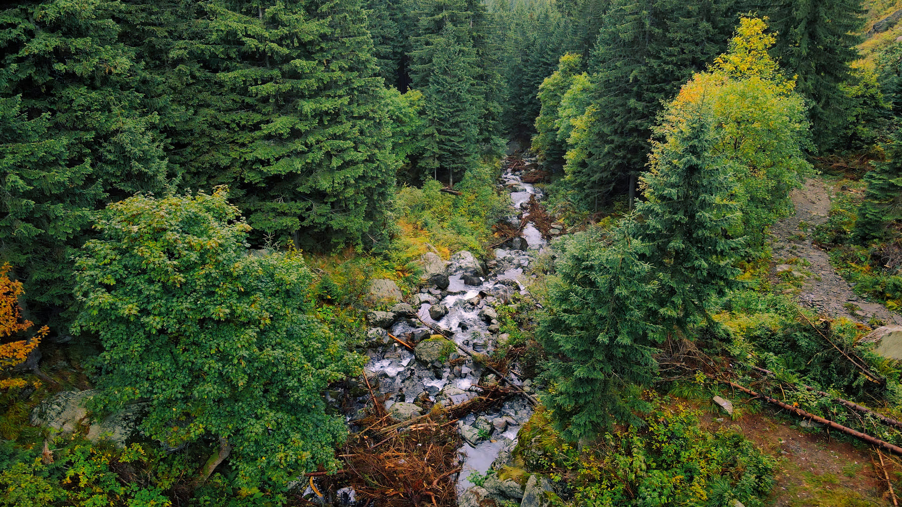 Los climas se están desplazando hacia el norte de Europa y la gestión forestal entra en zona crítica