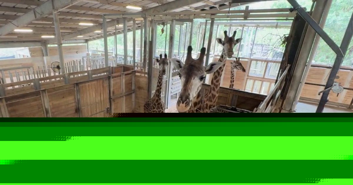 Brevard Zoo expecting two giraffe calves