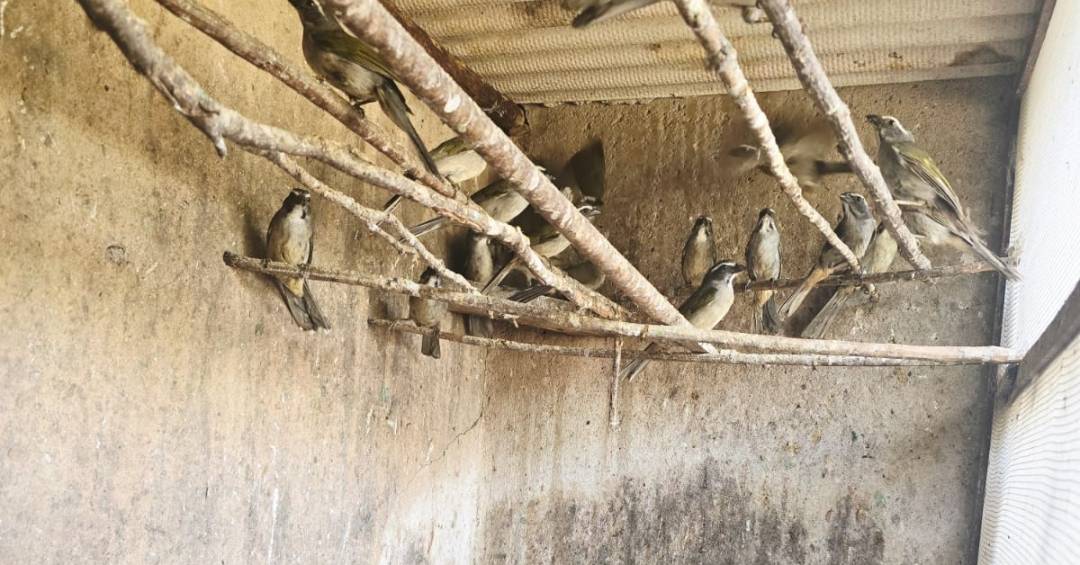 Integrantes da maior quadrilha de tráfico de aves do Brasil pegam até 18 anos de prisão