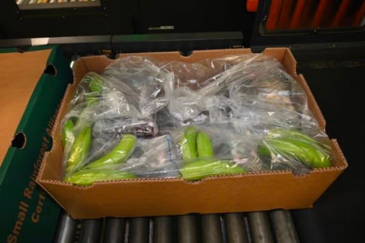Quase 3 toneladas de cocaína, avaliadas em R$ 1,6 bilhão, são apreendidas em carga de bananas da Colômbia no Reino Unido