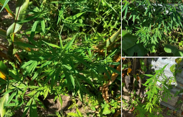 Tamba: Surpris à cultiver du cannabis dans son domicile, un individu en garde à vue