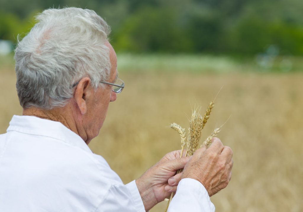 Explore Innovative Organic Grain and Forage Research