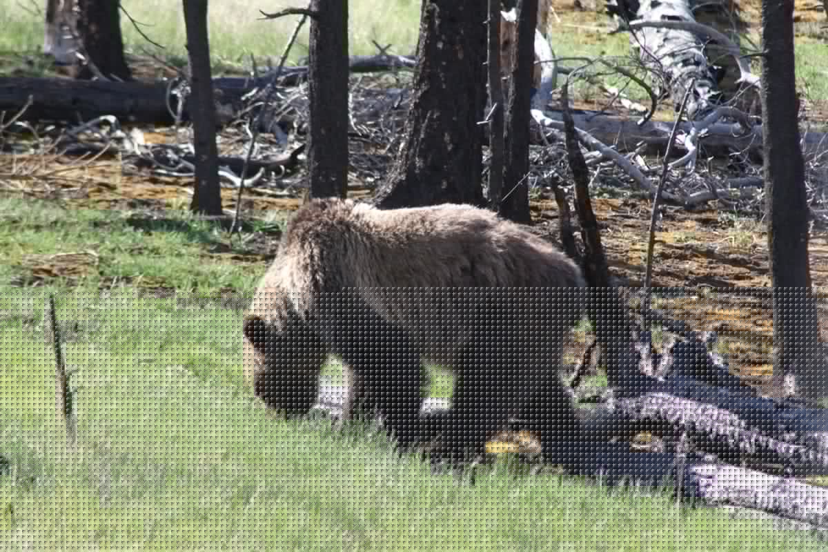 Montana’s Huckleberry Season Is Here, But So Are the Bears