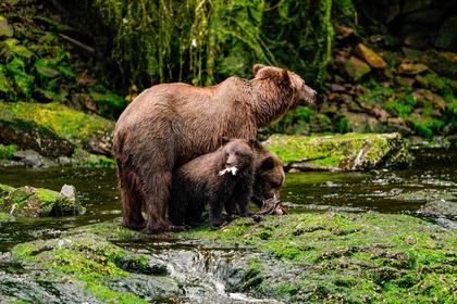 This Little-Known Bear Viewing Spot Is the Best Place to See Brown Bears