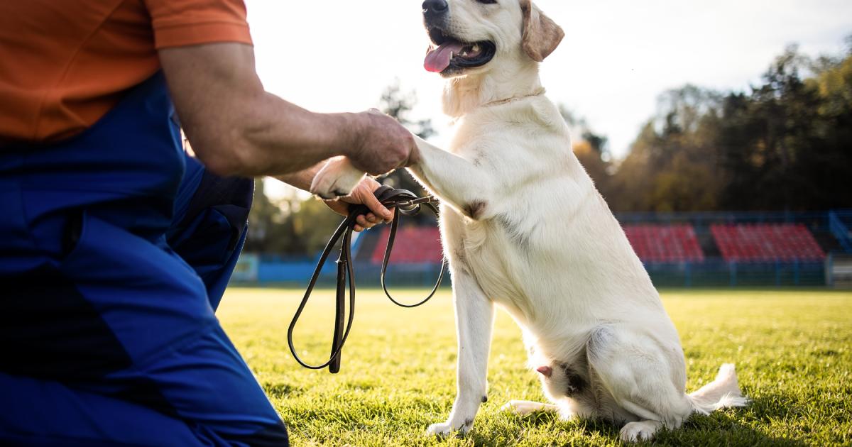Pet owners implored to do one thing when their dog misbehaves to see a change