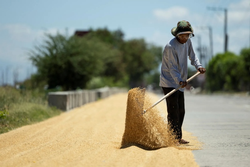 Comment on From farmers to importers: How Filipino rice growing went wrong by Filipino Products Cost More Because of Supply Issues - RichestPH