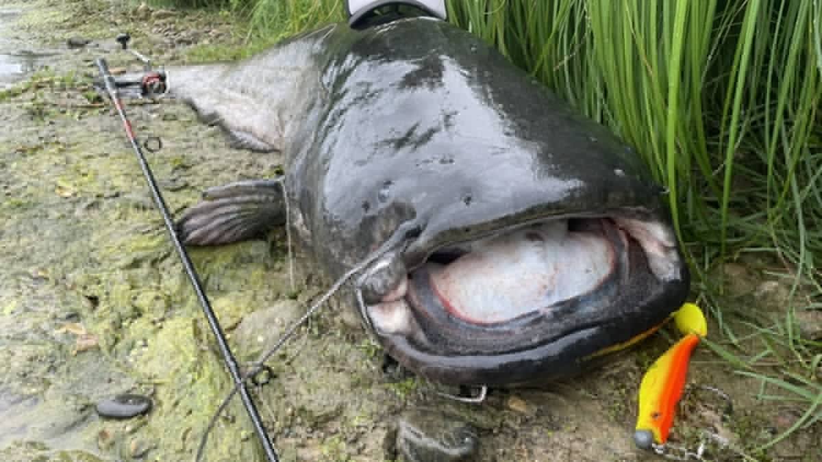 "Sur le coup, je ne réalise pas que c'est le poisson d'une vie" : ce passionné de pêche attrape un silure de 2,55 mètres dans la Garonne et explose son record personnel